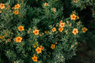 background small flowers, nature beautiful, toning design spring nature, sunny plants