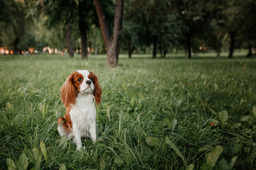 cavalier king charles spaniel on the grass