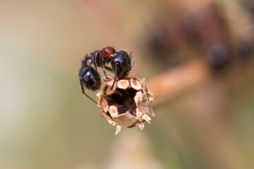 Brown Ant. Macro photo. Ant on a branch of a plant. Ant in motion in its natural habitat. Close-up. Small parts. Blurred pastel background.
