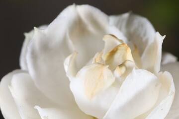 Fototapeta na wymiar White Lemon Flower Petals close up