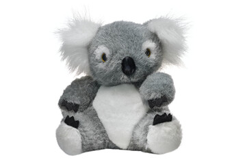 Typical souvenir from Australia. Soft toy koala bear isolated on white background.