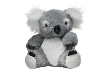 Poster Typical souvenir from Australia. Soft toy koala bear isolated on white background. © K I Photography