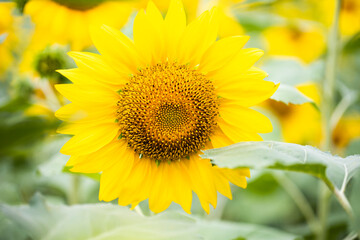 sunflowers in a field