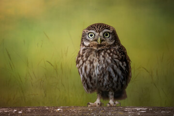 Little owl in grasses 