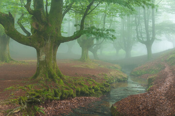 morning view of foggy forest in gorbea natural park