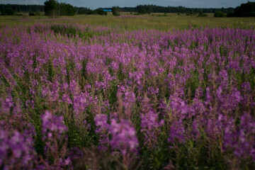 Naklejka na ściany i meble lavender field provence france