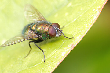 fly on green leaf