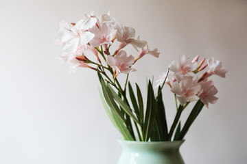 Fiori recisi; oleandri profumati in vaso, isolati su fondo chiaro, particolarI