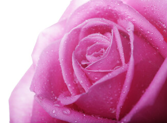rose with water drops close up