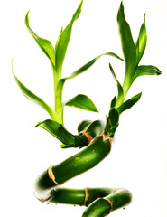 lucky bamboo close up