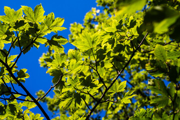 Obraz premium Low angle shot of acer tree from soapberry family against blue sky