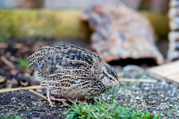 Artgerechte Wachtelhaltung
