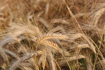 Golden triticale grain and straw cereal waiting for harvest in summer