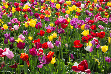 A large field of multi-clolred tulips near Woodburn, Oregon