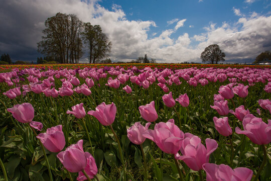 A Large Field Of  Wind Blown Pink Tulips Near Woodburn, Oregon