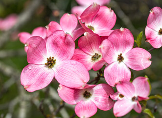 Fototapeta na wymiar Pink dogwood blossomsin the spring, salem, Oregon