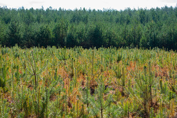 Forest landscape with young light green conifer forest nursery / field on the foreground and older trees and white sky on the back. 