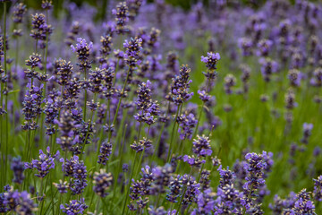 purple lavender flowers with a warm day in close-up