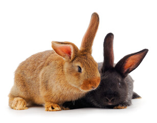 Two rabbit isolated.