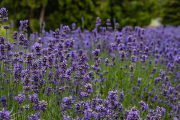 purple lavender flowers with a warm day in close-up