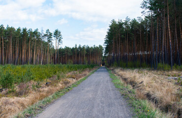 Fototapeta na wymiar Way / footpath / pathway in the forest. On the background high forest, on the foresground forest nursery / field / meadow. Blue cloudy sky 