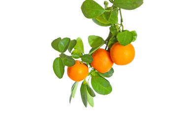 Branch of little oranges isolated on white