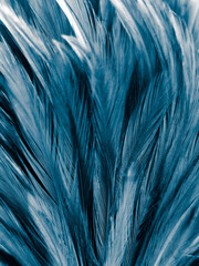 Beautiful abstract colorful blue feathers on black background and soft white feather texture on blue pattern and blue background, feather background, blue banners