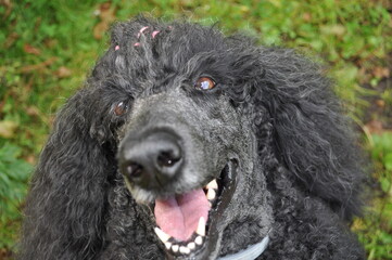 cheerful poodle, funny dog, close-up portrait,