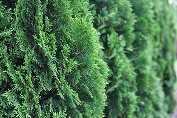 green, plant, nature, leaf, tree, fern, texture, forest, garden, pine, branch, fresh, summer, leaves, flora, grass, natural, foliage, macro, bush, growth, moss, pattern, spring, closeup