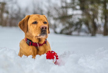 Yellow fox red labrador retriever posing with a red toy after playing in deep snow. 