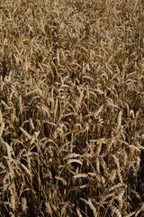 Golden wheat grain and straw cereal waiting for harvest in summer