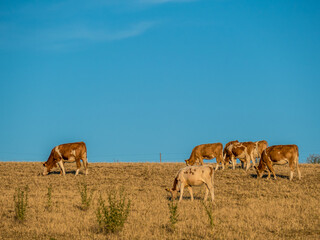 Fototapeta na wymiar Kühe grasen auf der Weide