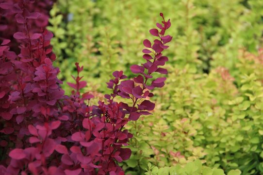 Nature, Plant, Green, Flower, Garden, Leaf, Flowers, Flora, Bush, Pink, Summer, Spring, Natural, Leaves, Closeup, Tree, Red, Purple, Growth, Field, Plants, Texture, Bloom, Foliage, Beautiful