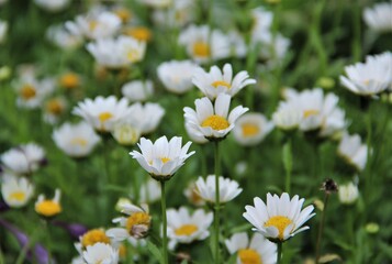 daisy, flower, nature, spring, white, summer, field, plant, camomile, flowers, green, meadow, yellow, daisies, grass, garden, blossom, bloom, chamomile, flora, beauty, natural, floral, beautiful, peta