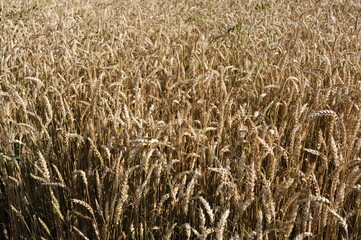 Golden wheat grain and straw cereal waiting for harvest in summer