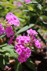 Home and Garden Phlox Flowers