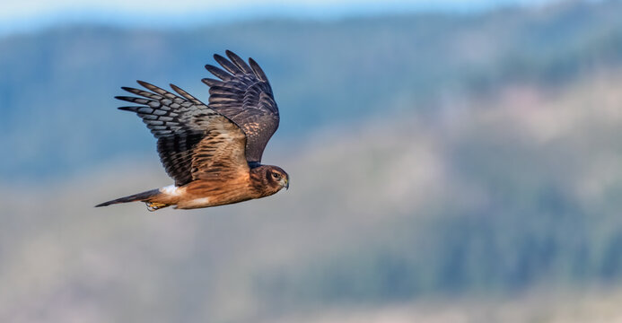 Northern Harrier