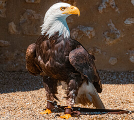 Beautiful bald eagle standing on pebbles looking sideways