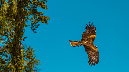 Beautiful black kite flying in front of a plain blue sky