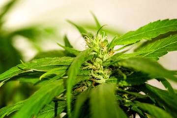 Close up of green young cannabis cola with trichomes and leaves. Medical marijuana home grow background