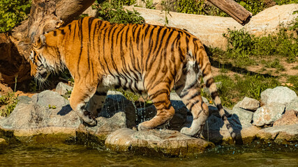 Beautiful dripping Tiger climbing out from a water basin