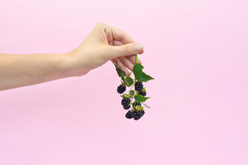 Blackberry branch in female hand isolated on light pink background.