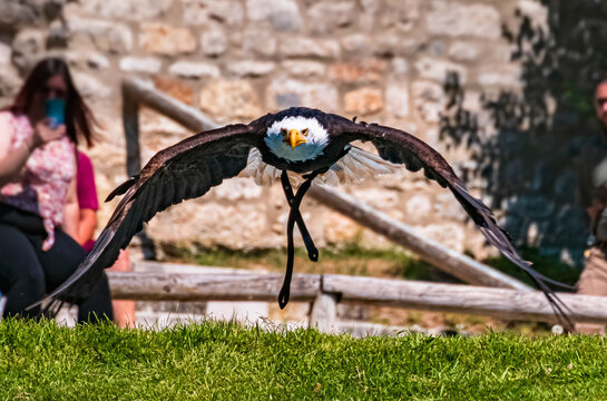 Beautiful Bald Eagle Flying Straight Towards The Camera