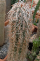 Big round Cactus with lots of thorns. Centered big chubby round dark green Cactus with lots of thorns spikes with blurry background during daylight in botanical