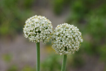 Onion flowers. Agricultural background. Shallow depth of field (DOF)