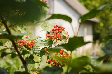 Unripe berries of viburnum among the green leaves. Selective focus