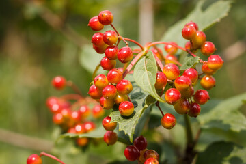 Unripe berries of viburnum among the green leaves. Selective focus

