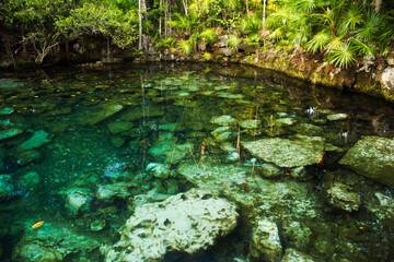 Magical environment. Emerald color water cenote in the jungle. Natural pond with transparent water and a rocky sea bed, surrounded by the tropical trees foliage. 
