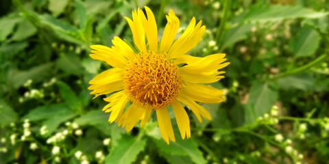 yellow dandelion flower backgrounds images
