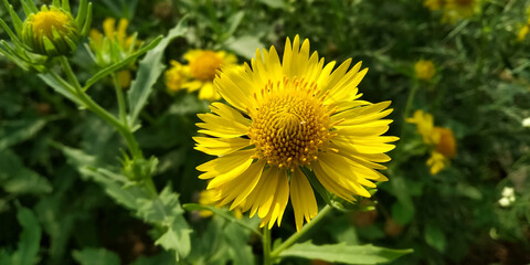 yellow dandelion flower backgrounds images
